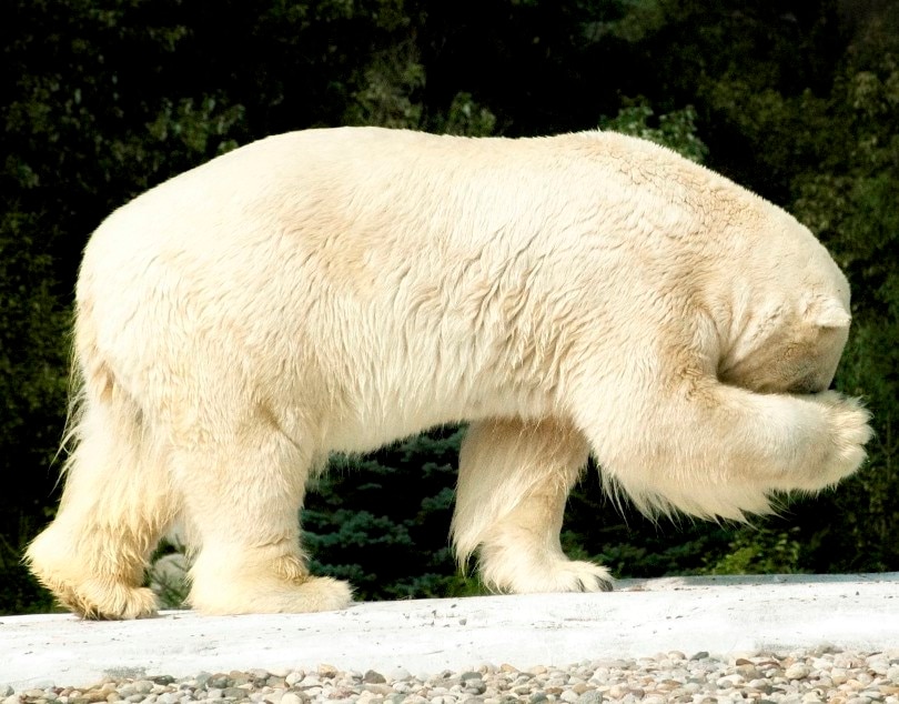 polar bear