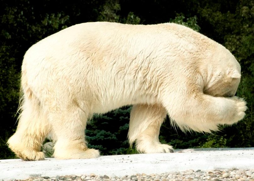 polar bear