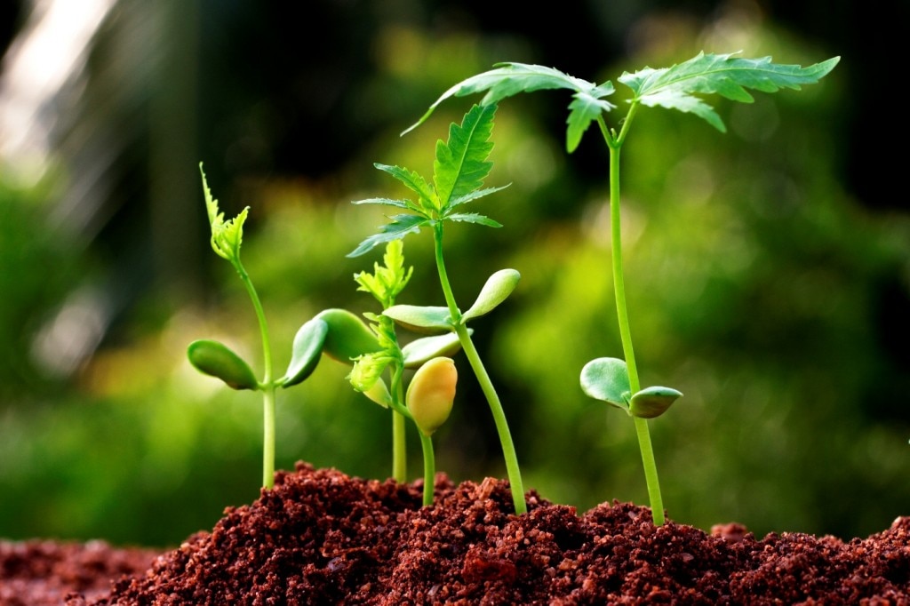 Plants growing