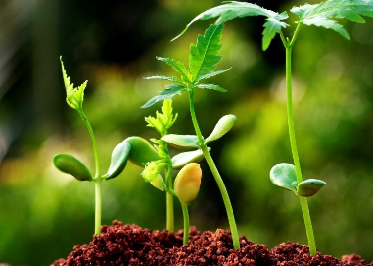 Plants growing